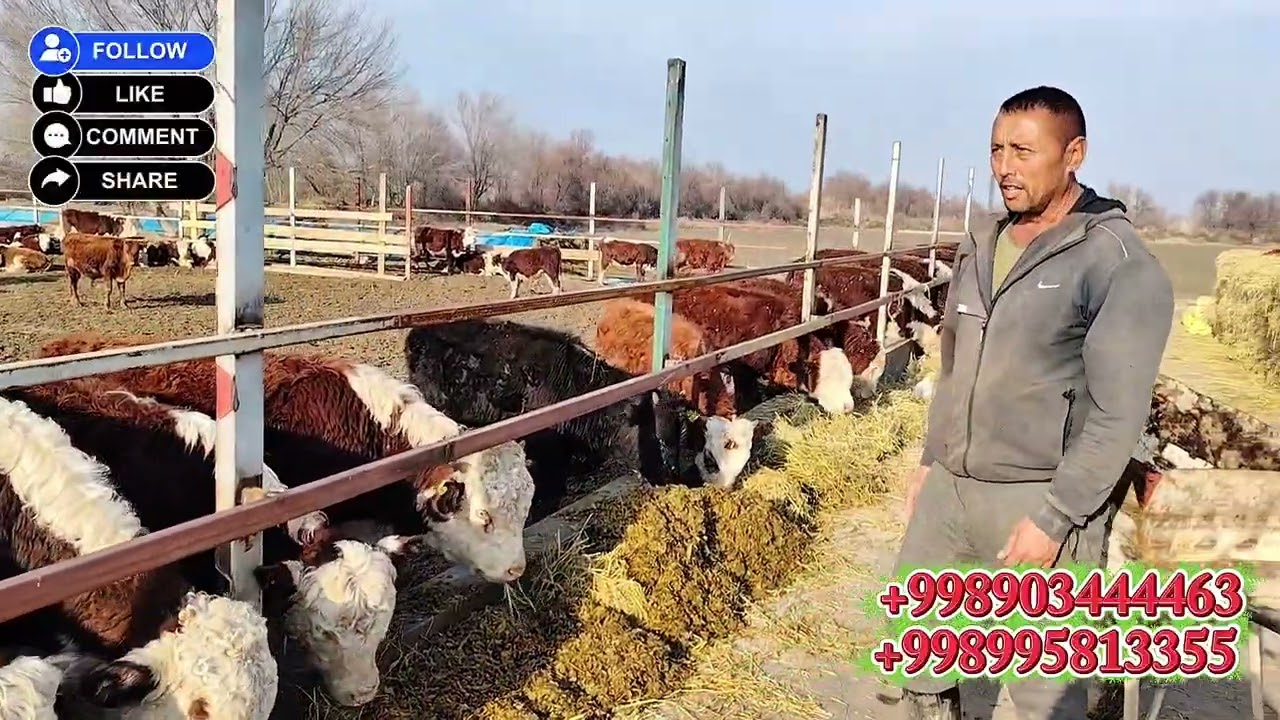 Насилли чорва уз.  тел 959670209
