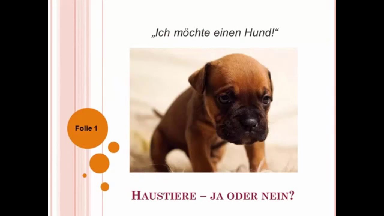 ZB1 Goethe/ÖSD: Ein Thema präsentieren - Haustiere