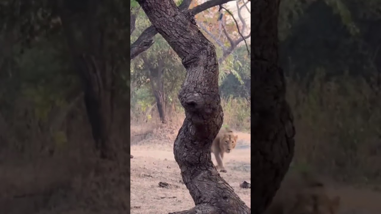 ગીર નો સિંહ lion of gir