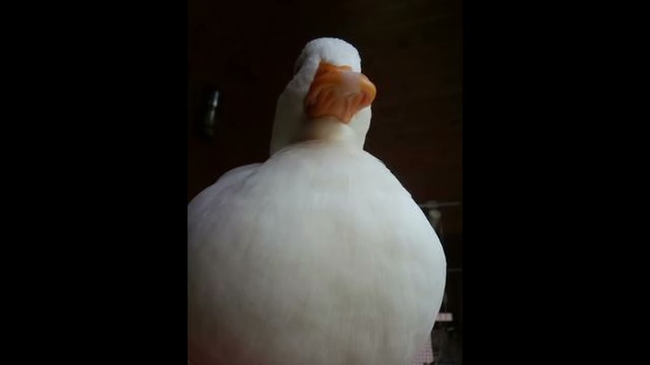 dont have a name for this