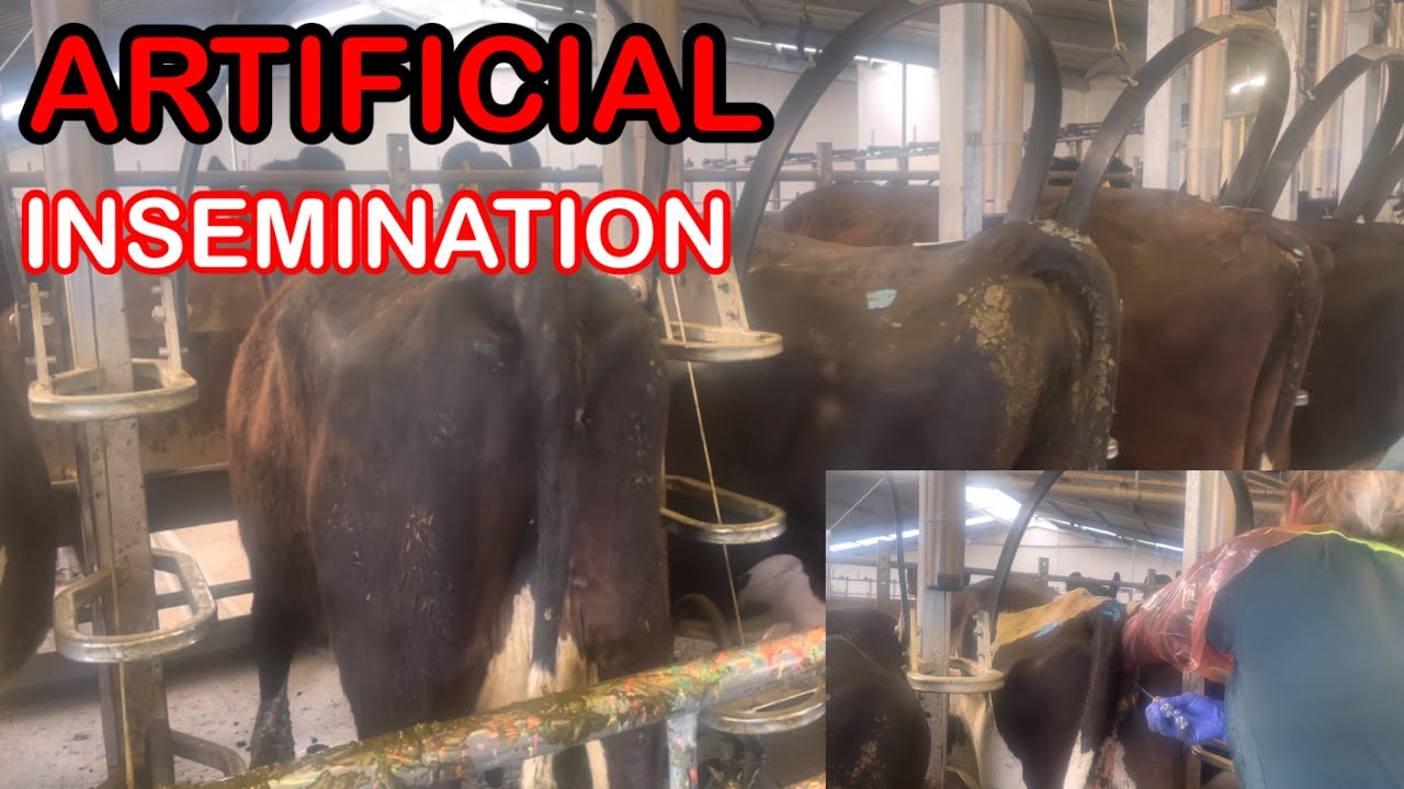 Last day of (AI) Artificial Insemination