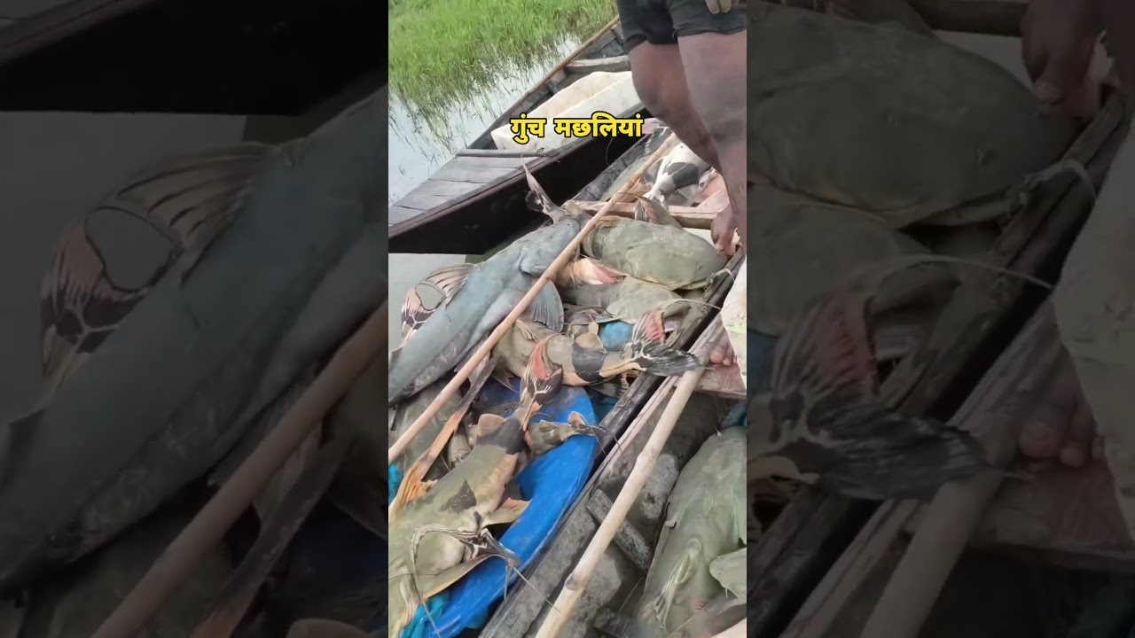 Goonch Machhliya ka Bhandar. india big size cat fish. nepal se bihar agyi. #nepal #flood #bihar