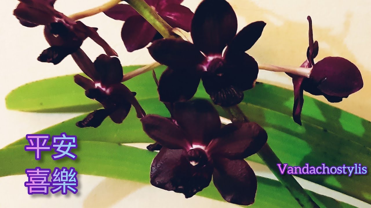 🦊 Vandachostylis (Rhynchostylis ×Vanda) 紫狐狸尾蘭換盆，還有(❁´◡`❁)另外幾株。