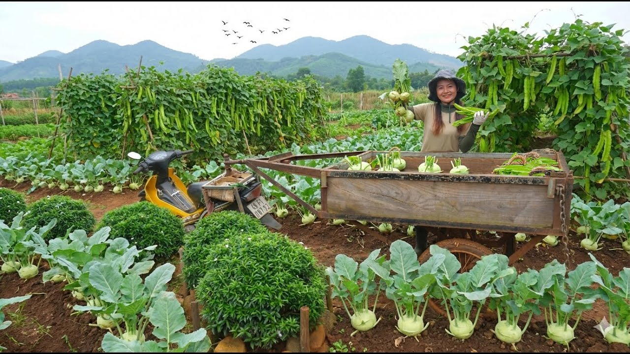Harvest Winged Beans, Kohlrabi After 60 Day of Plant – Sell At  Market – Make Pig Ear Salad – Garden