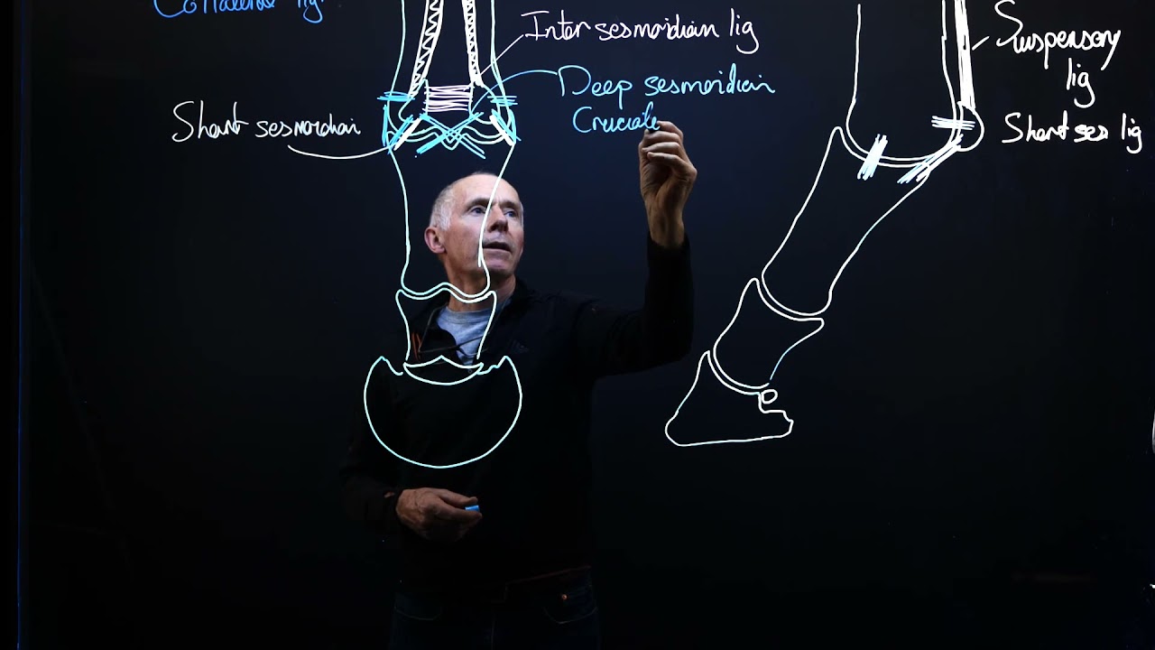 KPU Ligaments of the fetlock