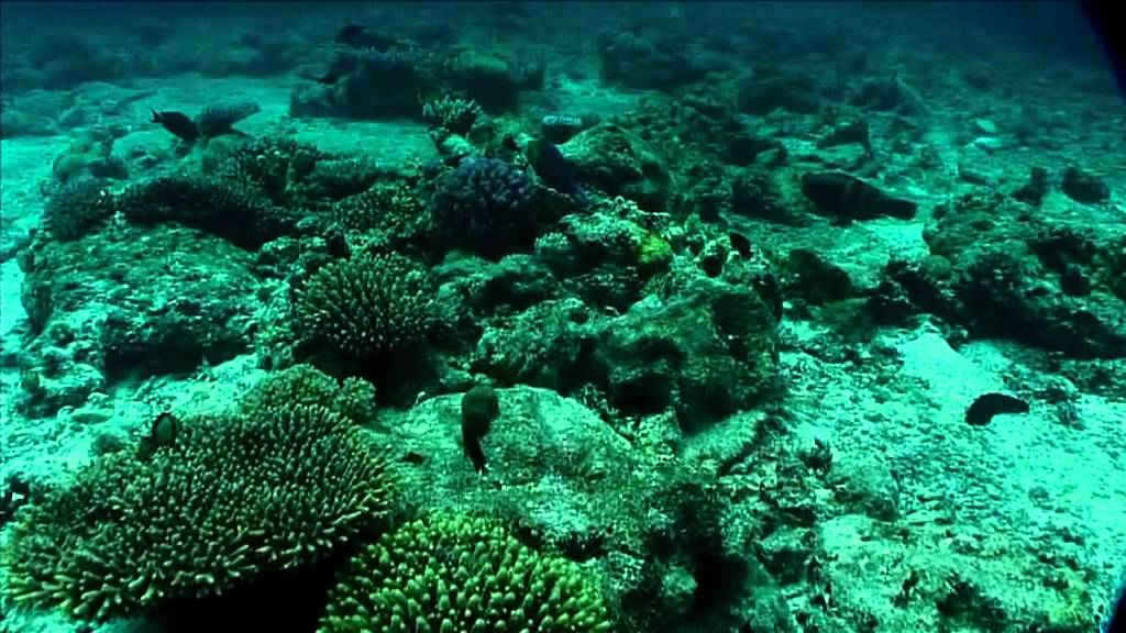 Lifou - New Caledonia - Snorkeling