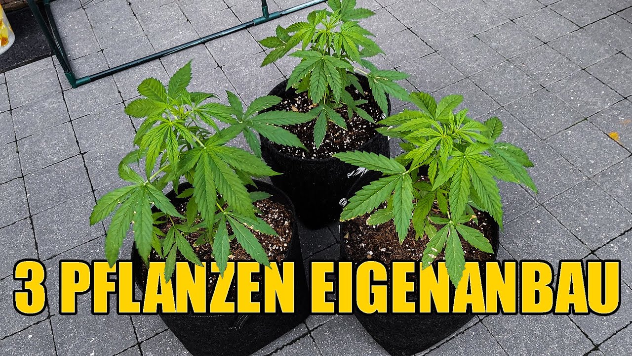 3 Cannabis Pflanzen Eigenanbau