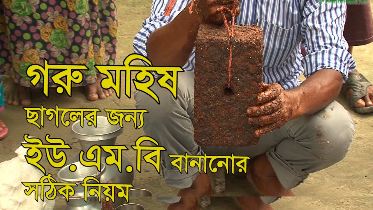 গরু মহিষ ও ছাগলের জন্য ইউএমএস তৈরি || UMS# Urea molasesa block