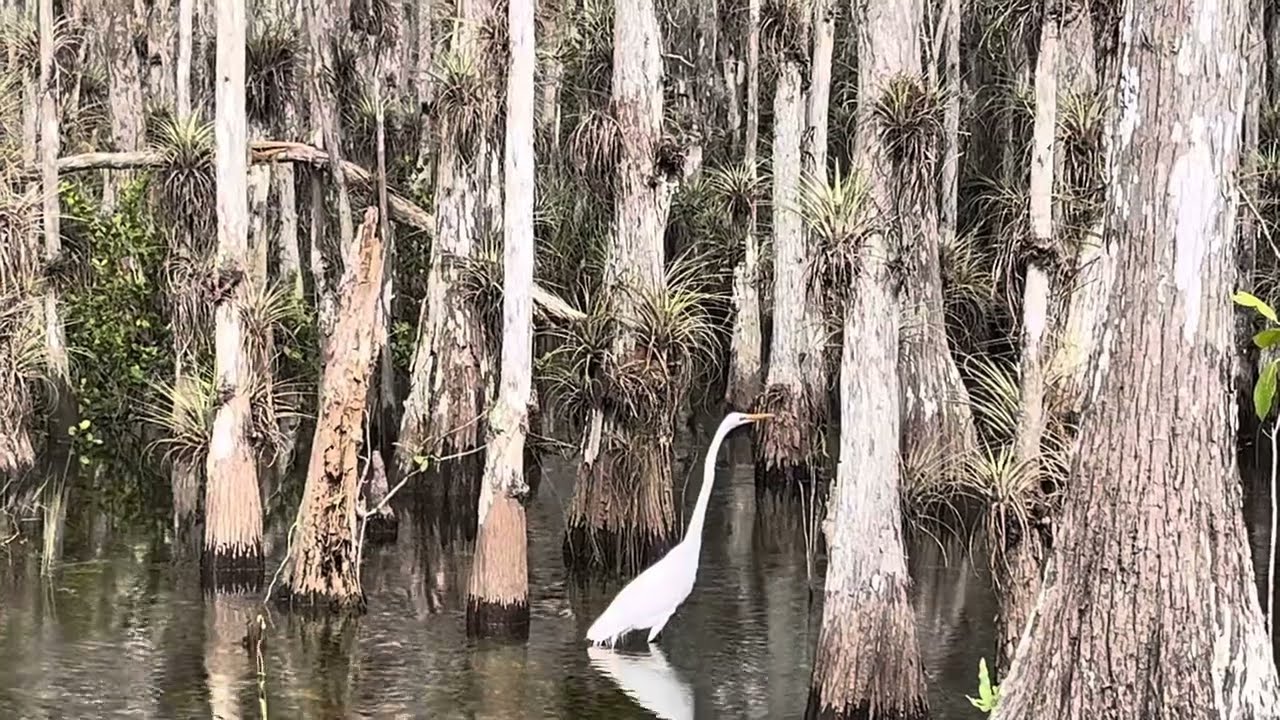 Wonderful white heron !!