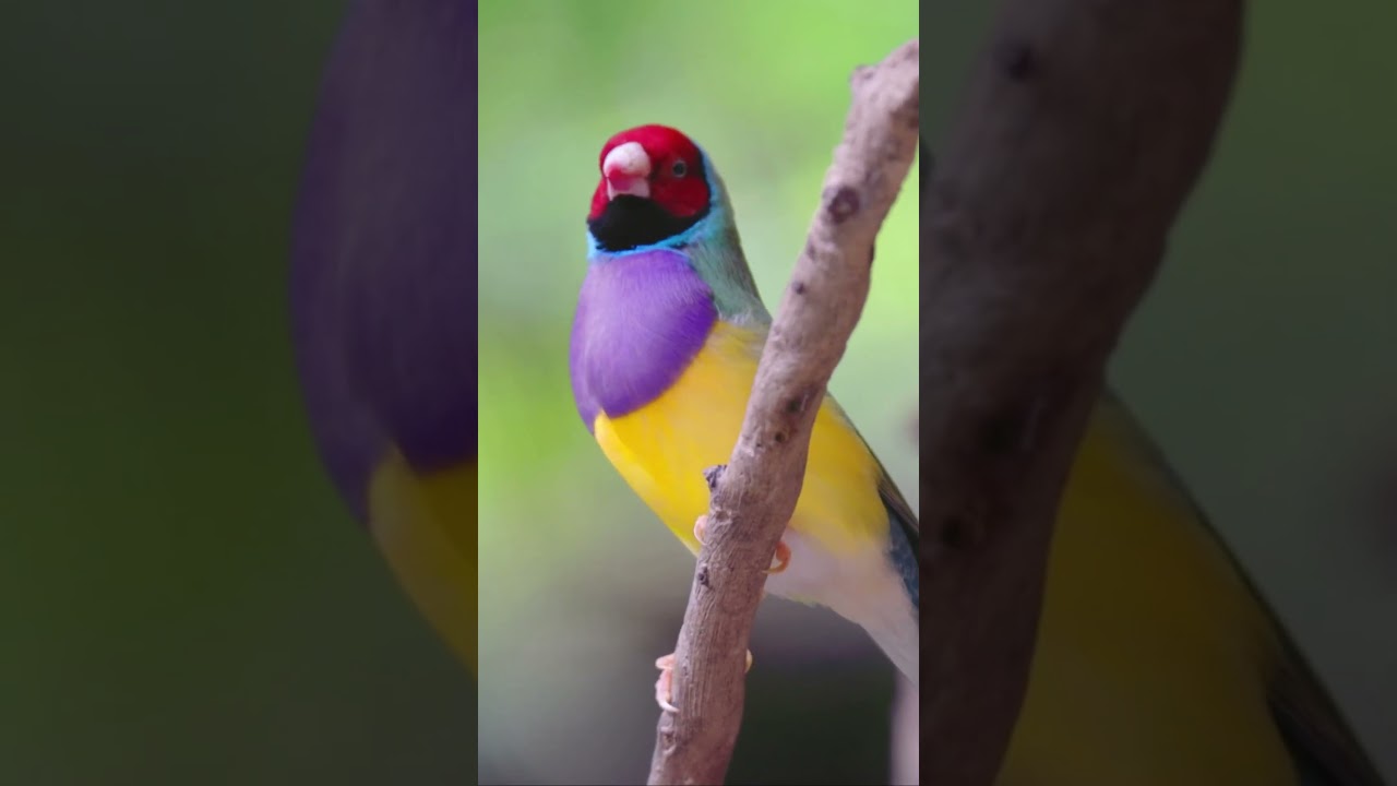 Vividly Vibrant: A Splash of Color with the Gouldian Finch