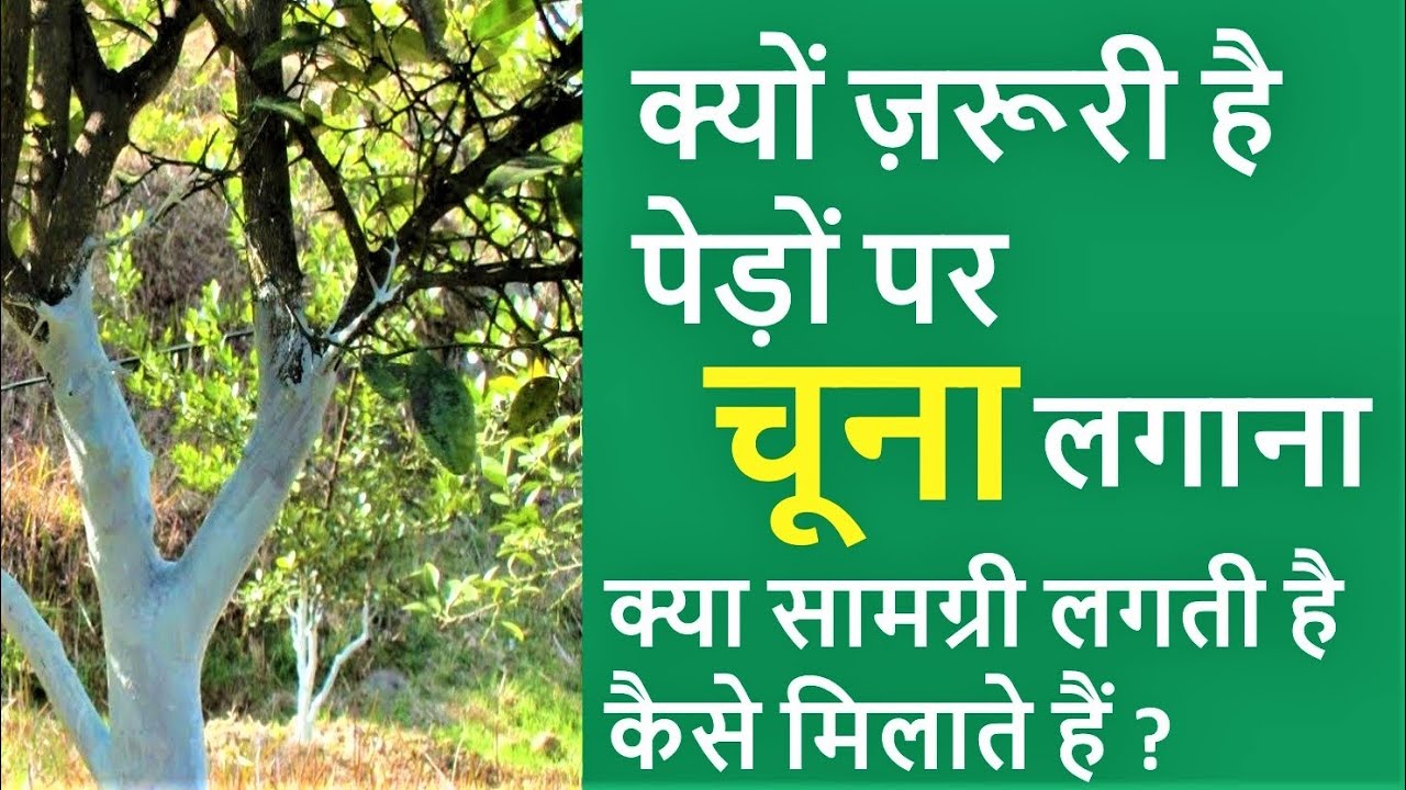 क्यो जरूरी है ? पौधों के तने में चूना लगाना#क्या सामग्री कैसे मिलाएं ? लगाने का सही त #krishnaprachi
