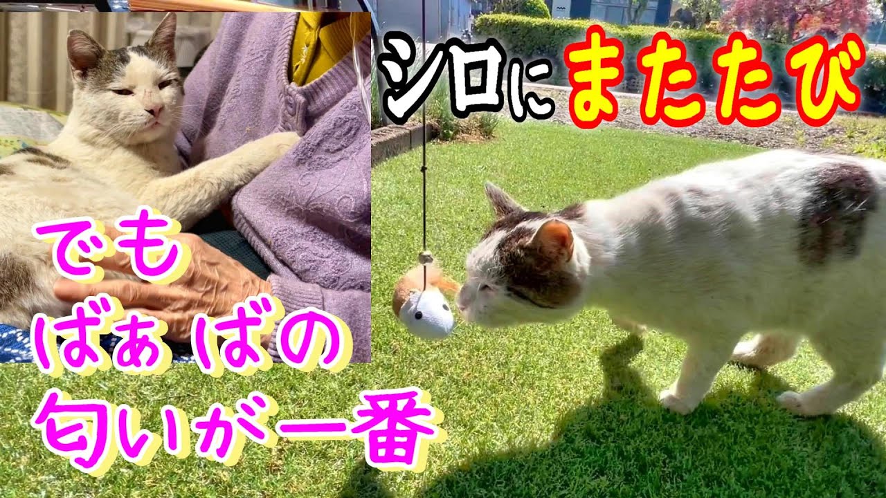 【シロにまたたび】またたびスプレーの魔法：おもちゃに全く反応しなかったシロが驚きの反応【オリジナル曲】