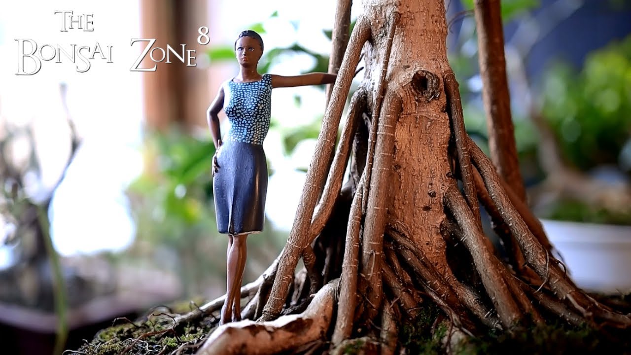 Quality Bonsai and My Ficus, Part 4, The Bonsai Zone, Jan 2021