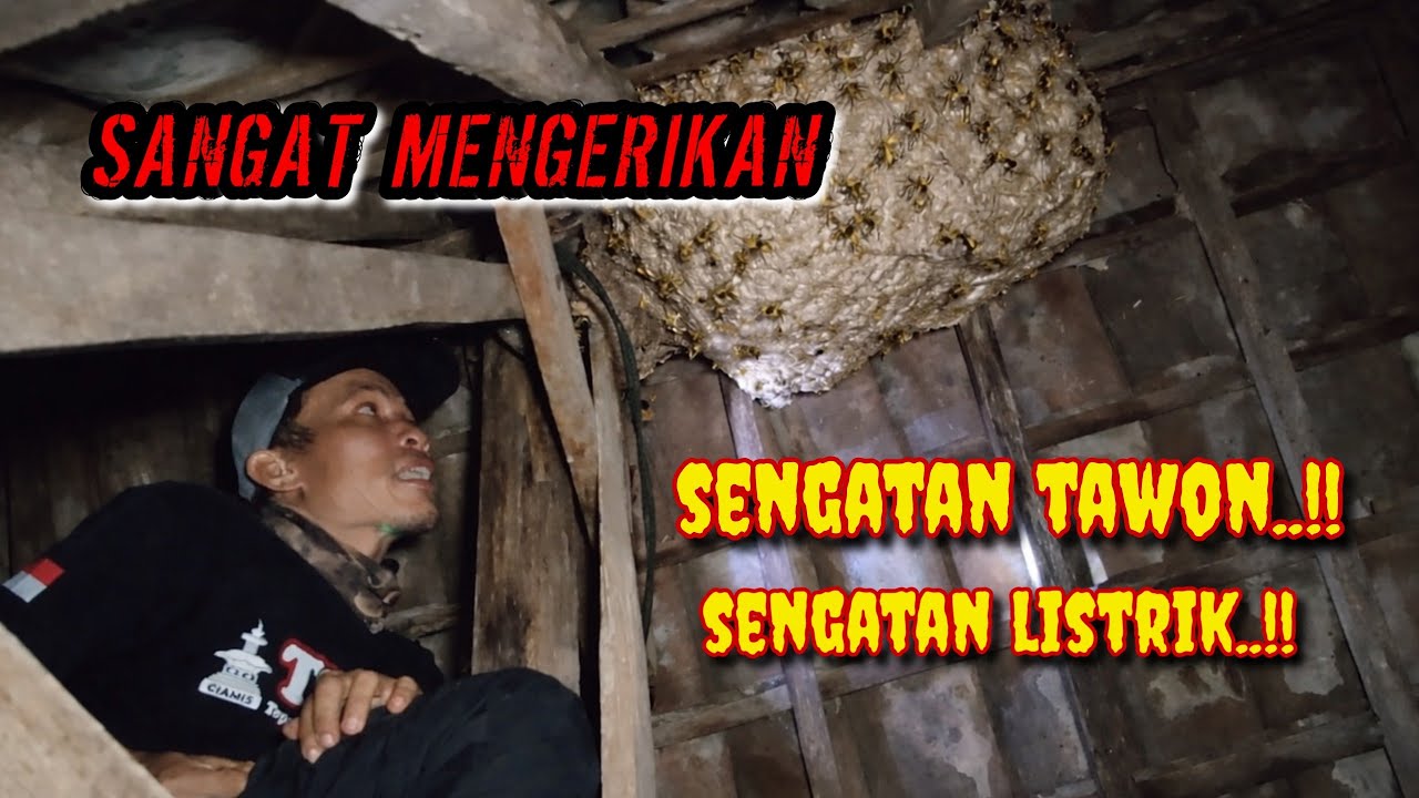 DUA SENGATAN MEMATIKAN//BIKIN CIUT NYALI SANG PEMBURU TAWON