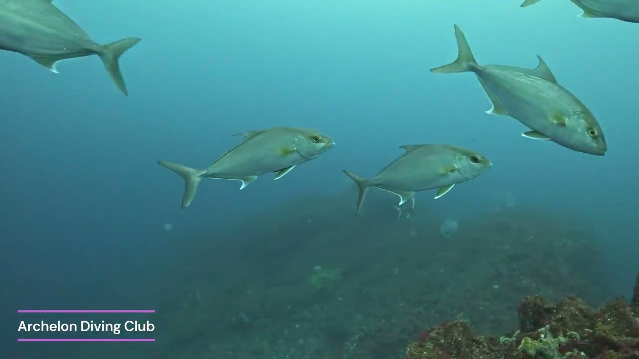 ナズマドで若いカンパチが懐いてきた