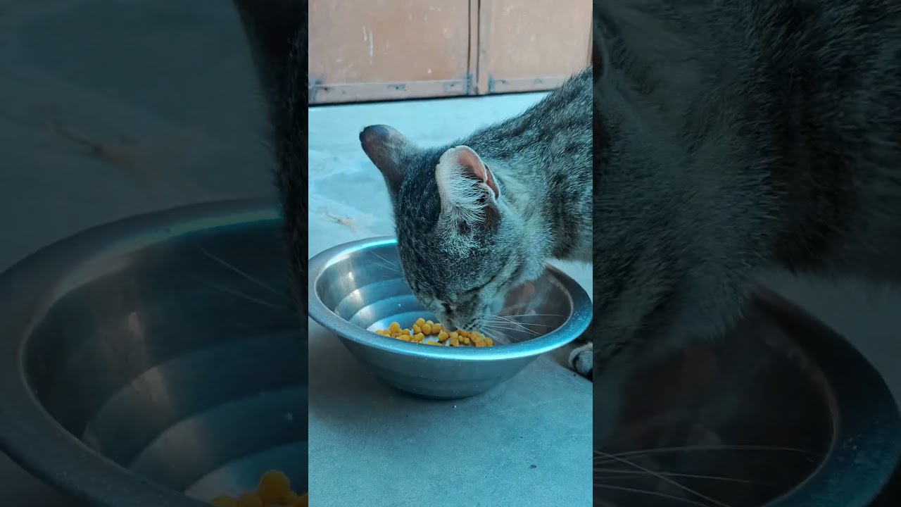 15 मार्च 2026