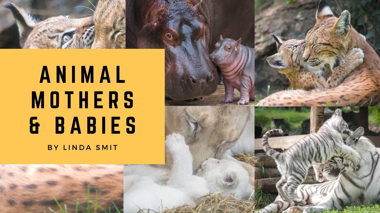 A MOTHER'S LOVE: adorable animal MOTHER & BABIES moments. Being a mother can be amazing and tough