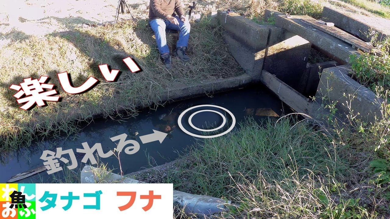 秋だけの小さな用水路(ホソ)の溜まり場は最高！【🐟秋のタナゴ釣り 秋のフナ釣り】