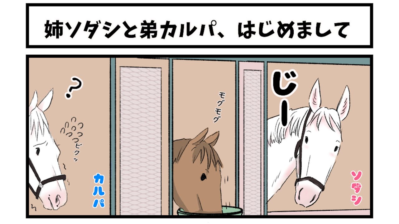 【姉ソダシと弟カルパ】ソダシの応援マンガ　三本あるのでみてね！