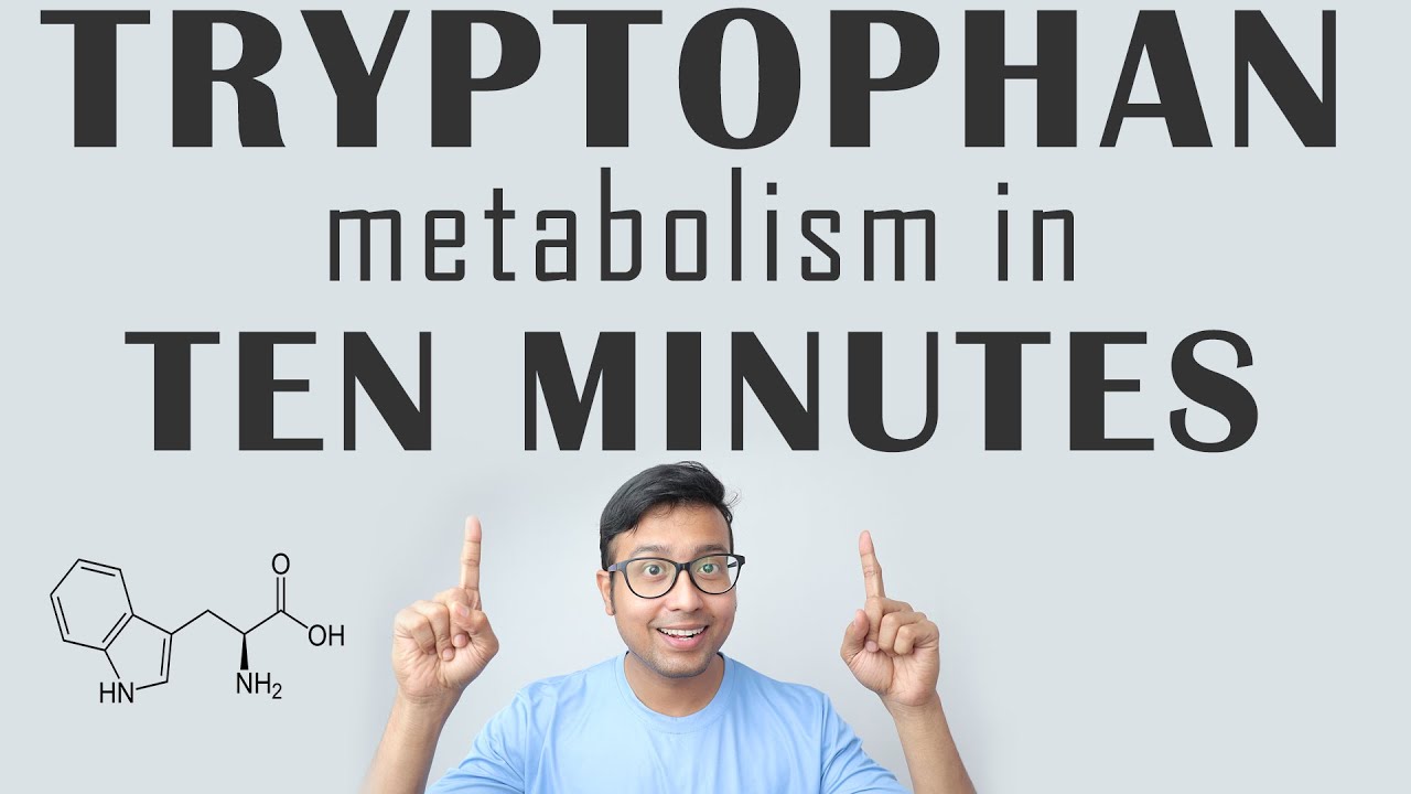 Tryptophan Metabolism 10 mins