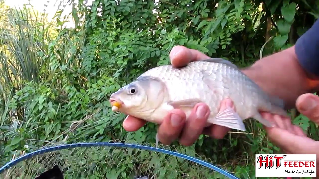 HiT feeder Standard & Katisi - mini boila na ruski način