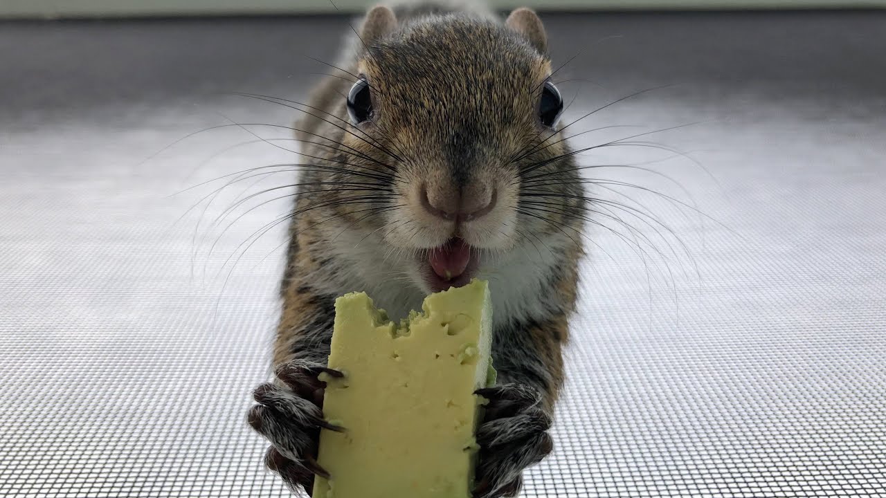 Seymour's Happy Friday Starts with Avocado 🐿🥑 (ASMR)