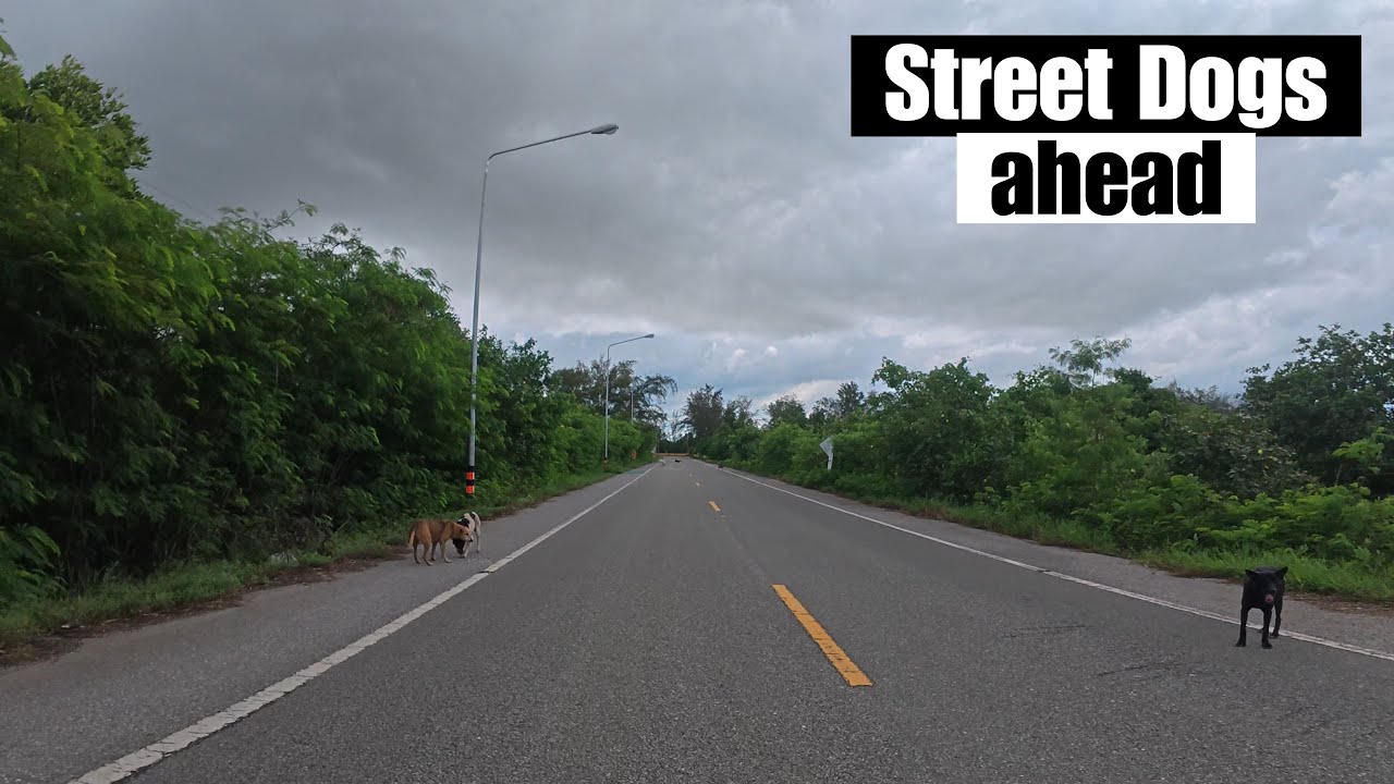 Laem Mae Phim to Prasae Sin Bridge | Dogs on the Road in Thailand