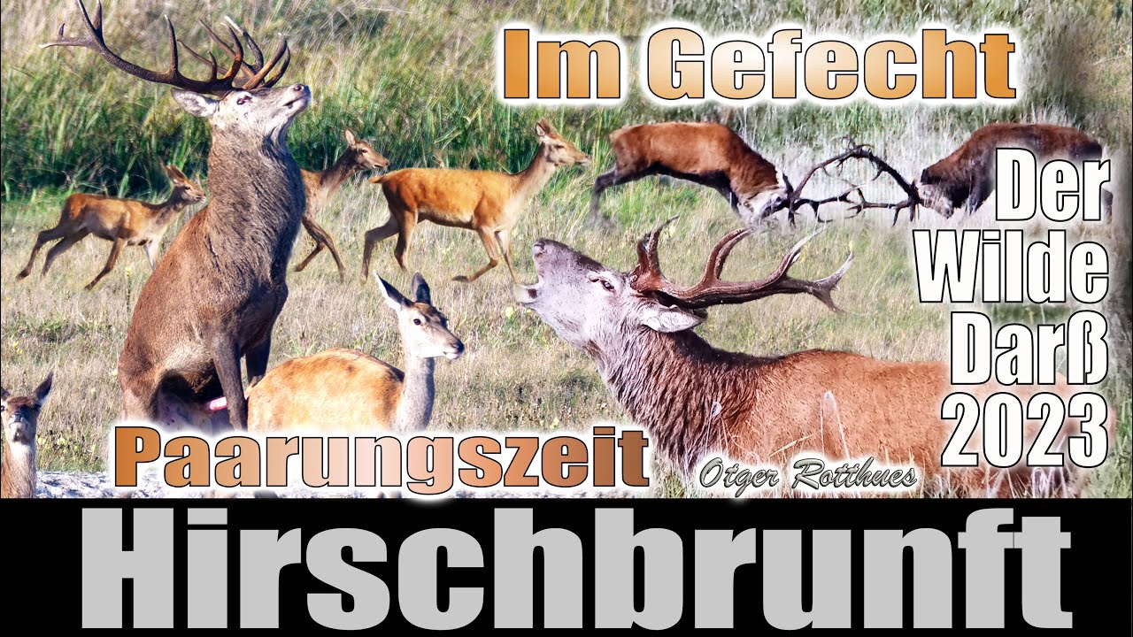 Hirschbrunft 2023 -red deer rut- Fischland-Darß-Zingst-Ostsee-Pramort-Prerow