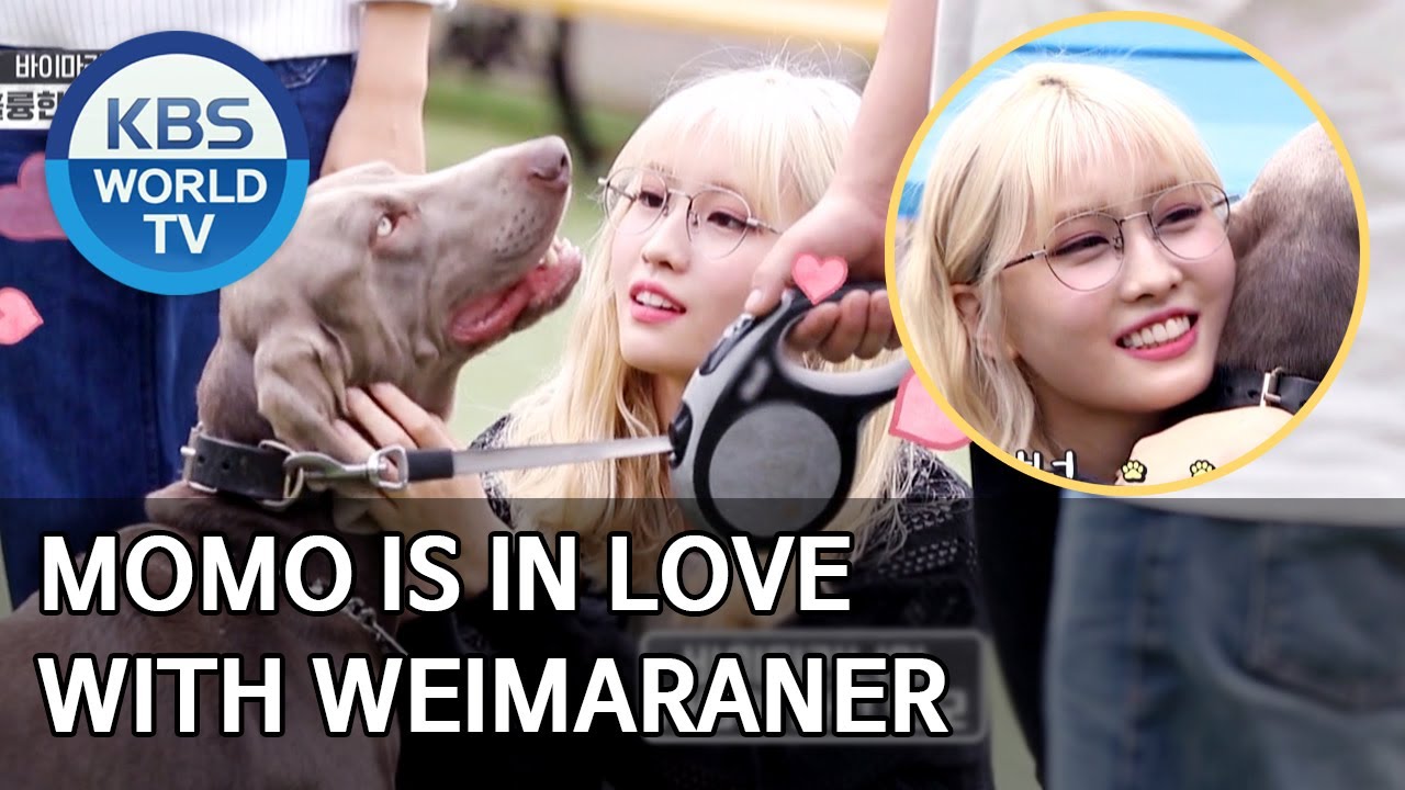 Momo is in love with Weimaraner [Dogs are incredible/ENG/2020.06.24]