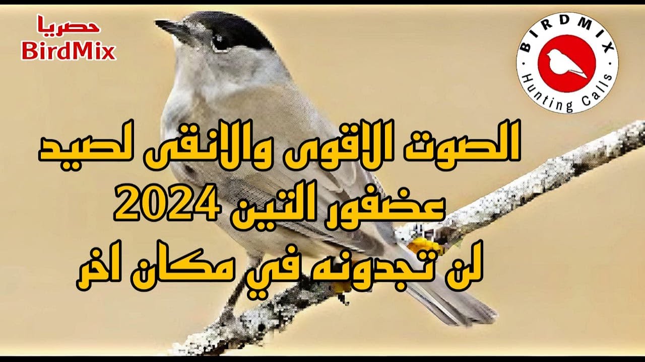 الصوت الاقوى والانقى لصيد عصفور التين بدون منازع - حصريا BIRDMIX - صوت مدفوع نقدمه مجانا لكم