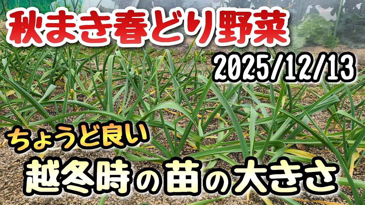【秋まき春どり野菜】越冬する時のちょうど良い苗の大きさとは？