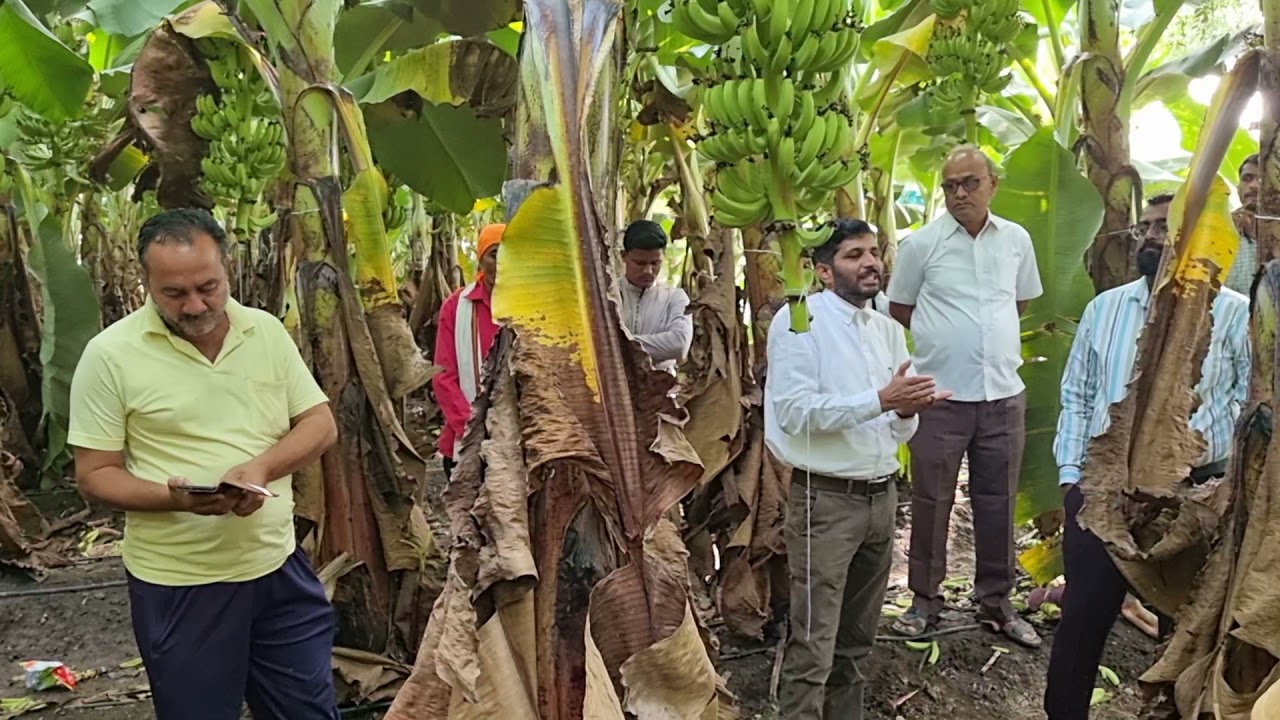 #BANANA FARMING 8 x 5 feet /#केला खेती/#केळी शेती ४० चौरस फुट आंतरावर/#Sagar kopardekar
