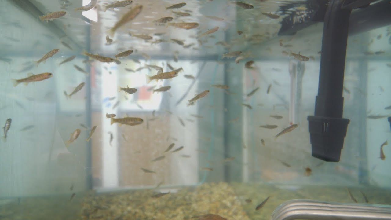 Trout in the Classroom | Minnesota Bound