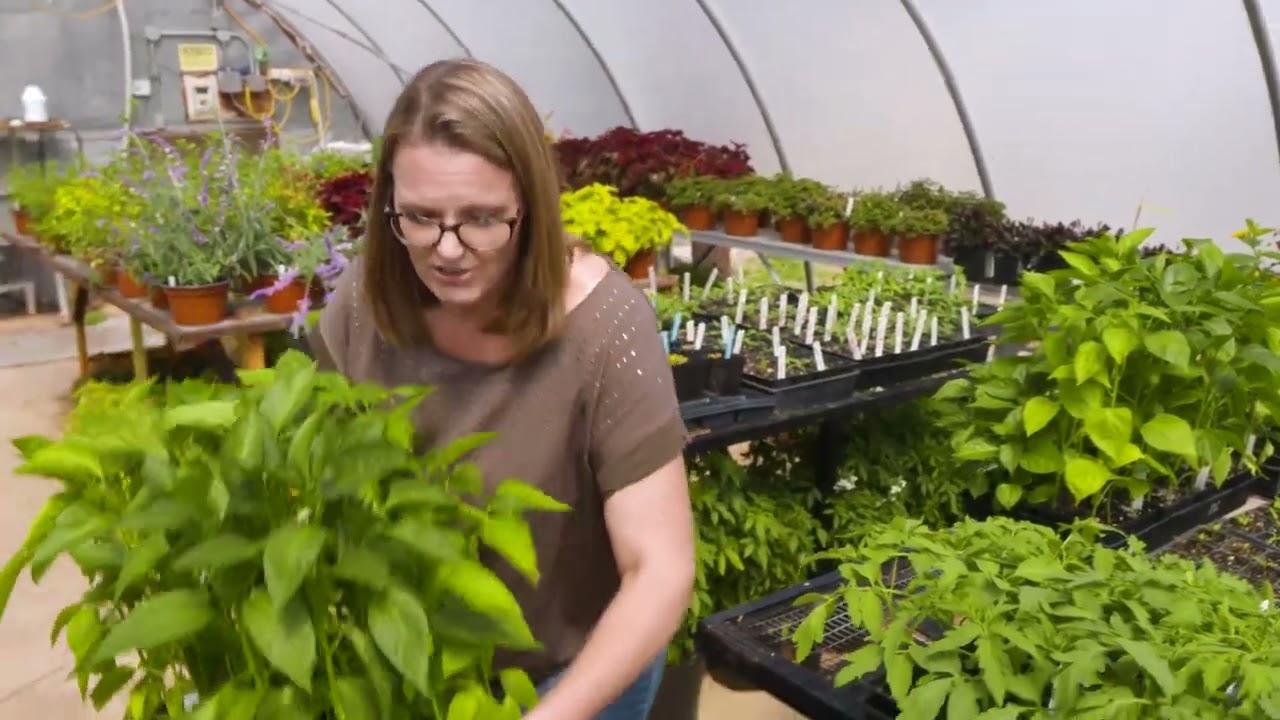 Hardening off your Transplants