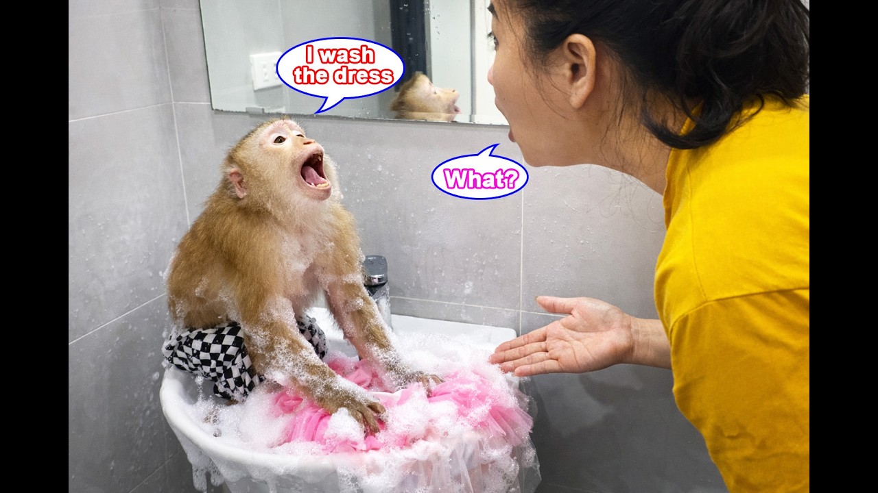 Unbelievable! Monkey Lyly is trying to wash her princess dress, which made me burst out laughing.