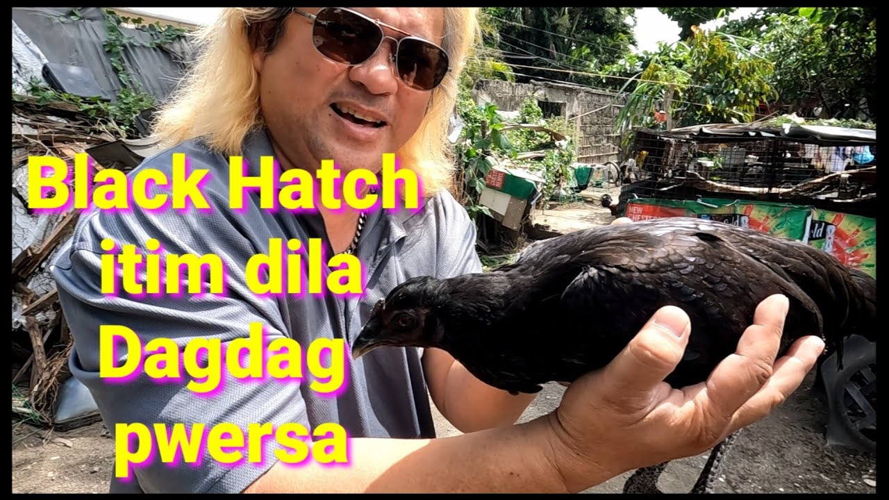 EP457: Black Hatch itim dila pandagdag pwersa/Triple Treat