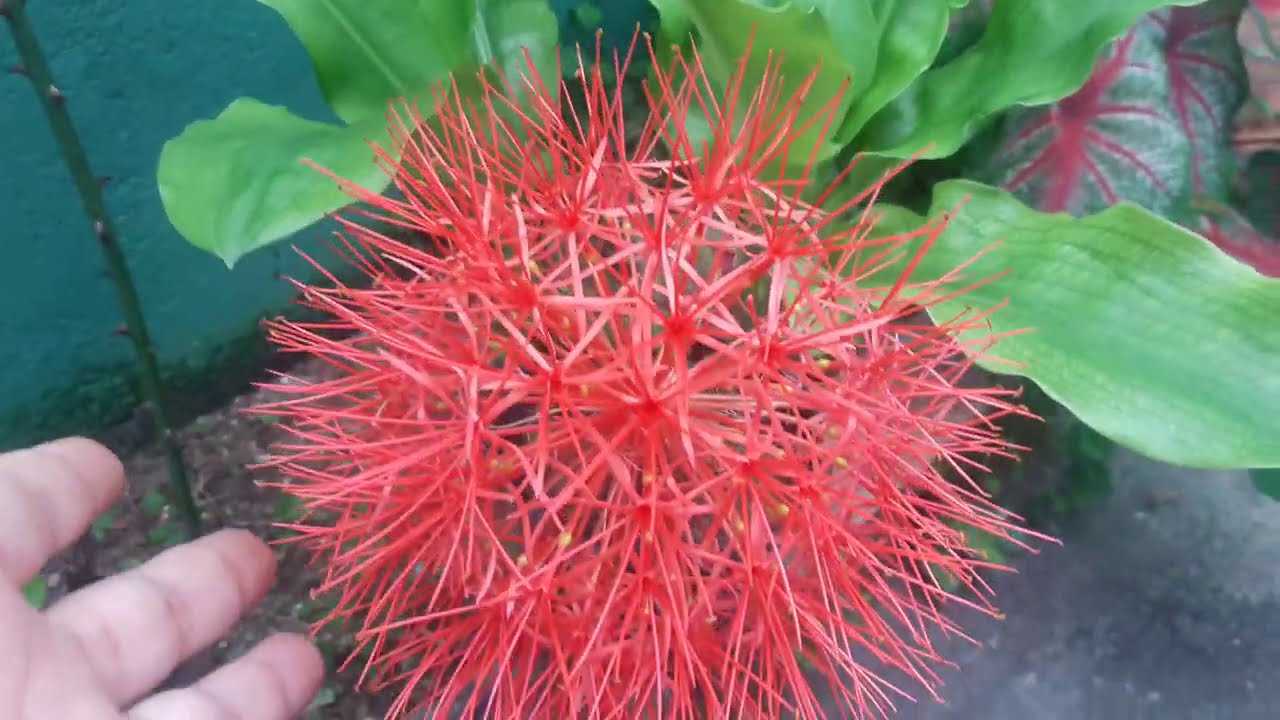 COMO FAZER MUDA DA PLANTA ESTRELA DE NATAL- LÍRIO SANGU SALMÃO (Scadoxus multiflorus)