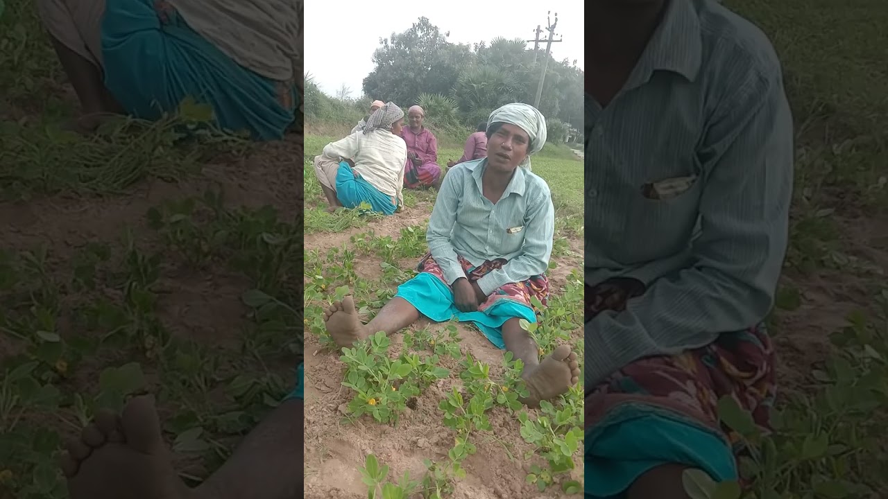 kalai edukum pengalin padal# farm working women's singing talent ##padum thiramai##