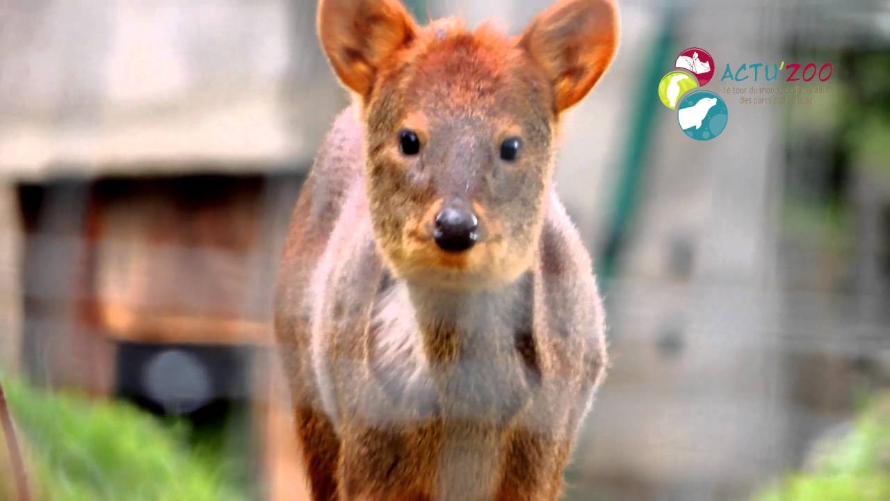 [REPORTAGE A'Z] Interview de Pascal Damois, directeur du Parc Animlaier d'Auvergne
