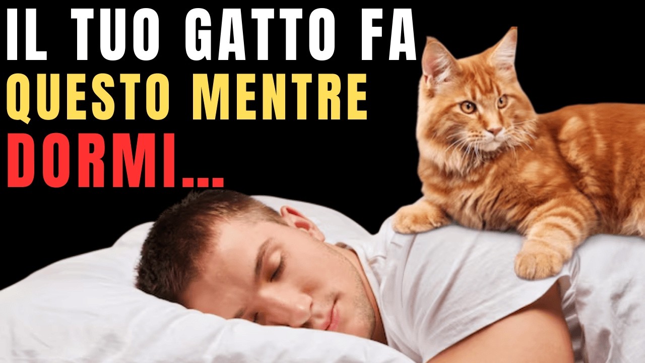10 Cose Strane Che Il Tuo Gatto Fa Ogni Notte (Mentre Dormi)
