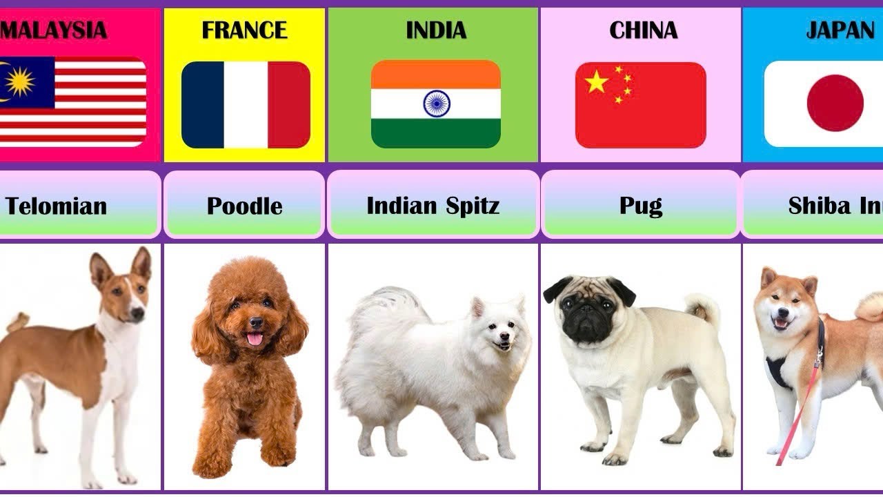 Dog Breeds From Different Countries #dogbreed 