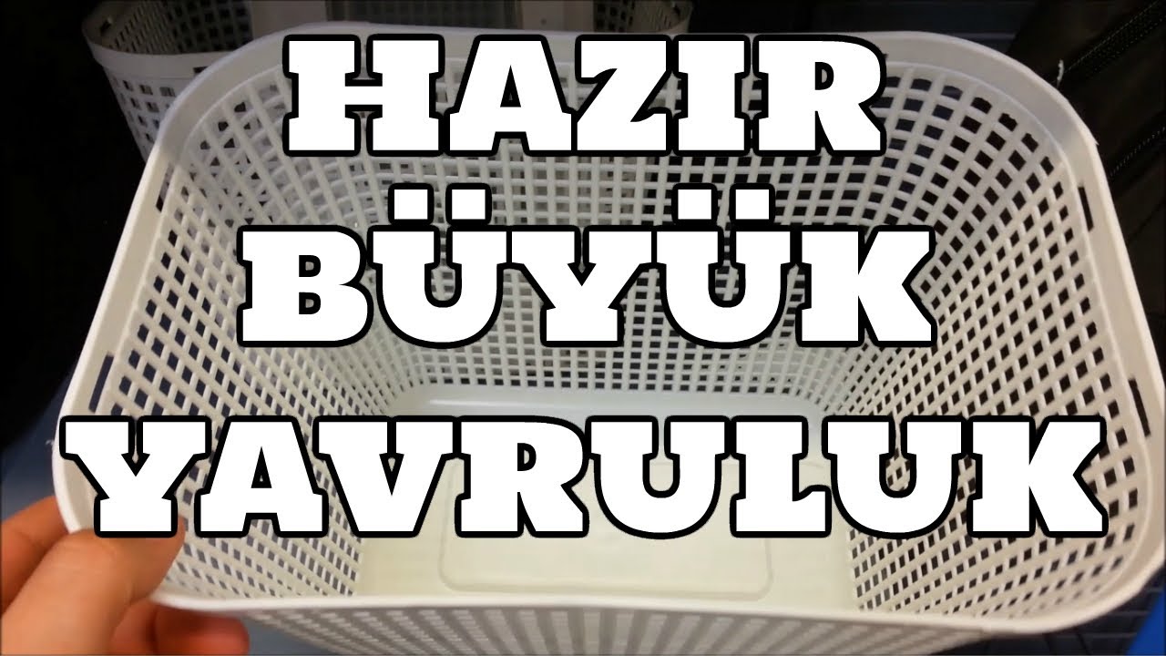 Hobihanem - Hazır B&uuml;y&uuml;k Akvaryum İ&ccedil;in Yavruluk