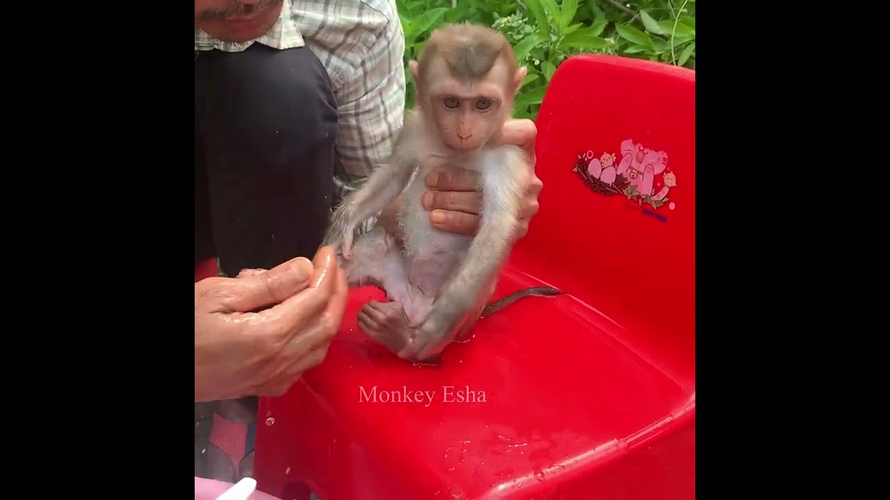 Baby monkey Sabi is so dirty. Dad has to clean him Even though he doesn't want.