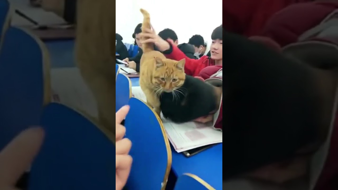 When the cat breaks into the classroom