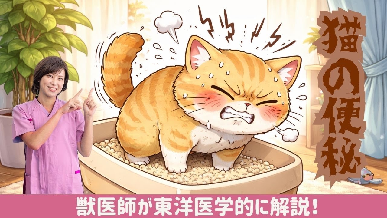 猫が便秘になる2つの原因を獣医師が東洋医学的に解説！
