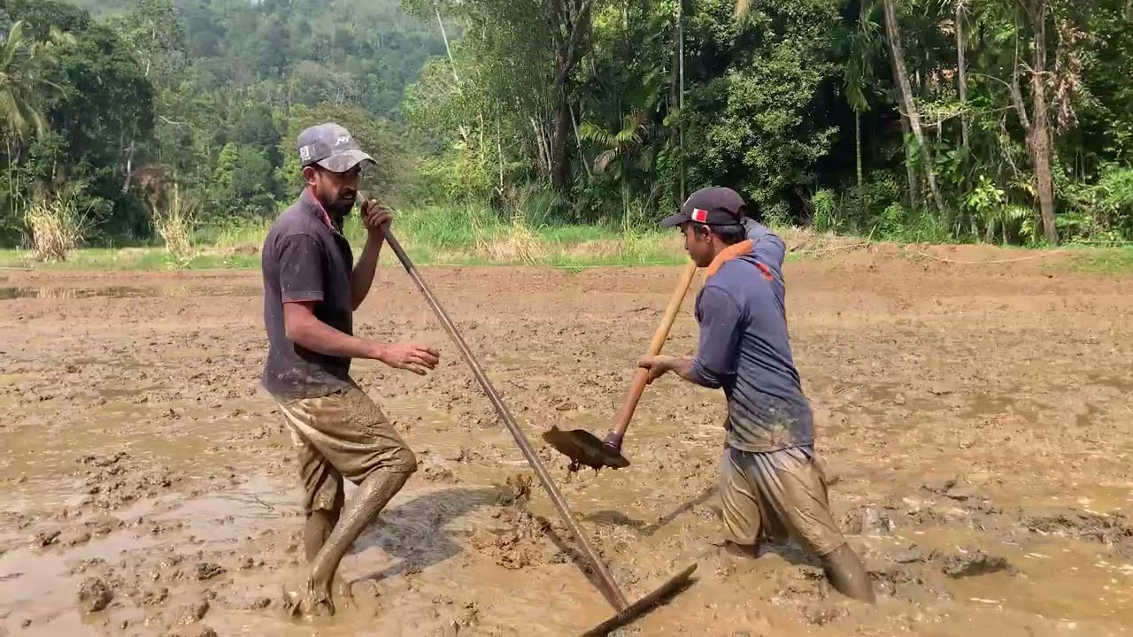 ගෙවල් වතුපිටි නාය ගියත් ගමේ කොල්ලො වැඩට බසී