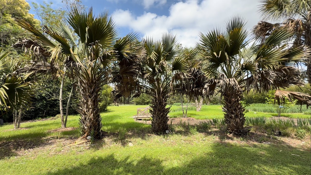 LARGEST Sabal Minor Louisiana Palm Tree🌴