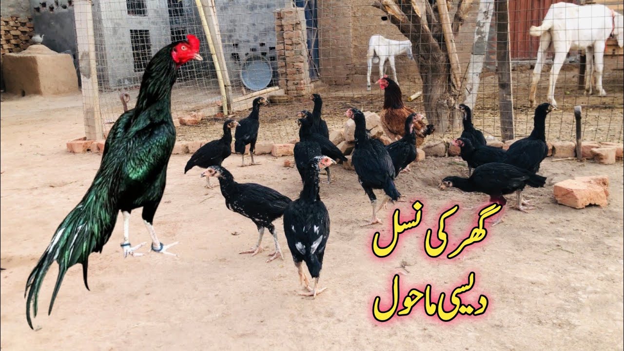 Village Aseel Murga Breeding Setup | Pets Vlog