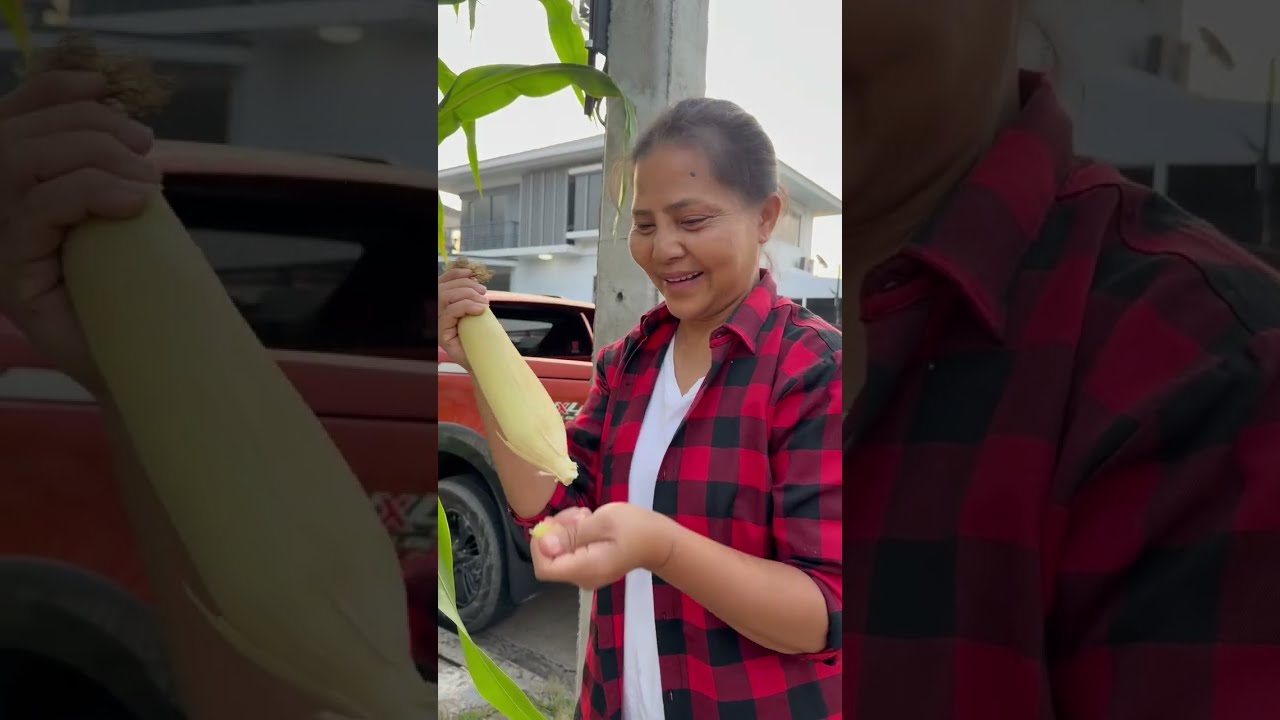 เก็บข้าวโพดต่อจ้าทุกคน🌽🌽🌽🌽