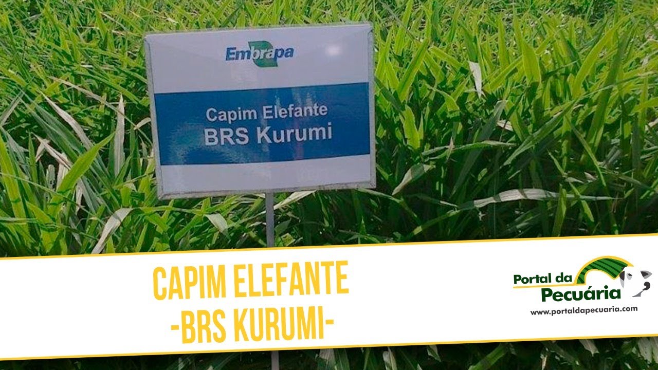 Capim Elefante BRS KURUMI
